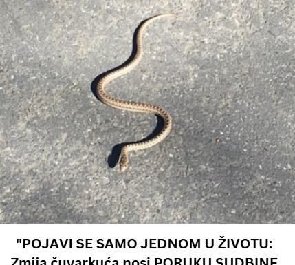 “POJAVI SE SAMO JEDNOM U ŽIVOTU: Zmija čuvarkuća nosi PORUKU SUDBINE – nikada je ne smijete ubiti!” “POJAVI SE SAMO JEDNOM U ŽIVOTU: Zmija čuvarkuća nosi PORUKU SUDBINE – nikada je ne smijete ubiti!”