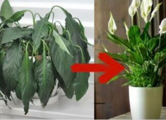 Samo jedna kasika i Spathiphyllum nevjerovatno ce cvjetati!! Samo jedna kasika i Spathiphyllum nevjerovatno ce cvjetati!!