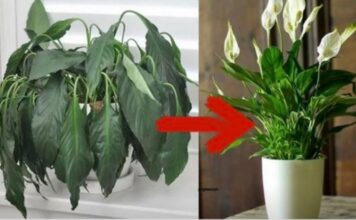 Samo jedna kasika i Spathiphyllum nevjerovatno ce cvjetati!! Samo jedna kasika i Spathiphyllum nevjerovatno ce cvjetati!!