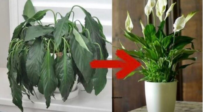 Samo jedna kasika i Spathiphyllum nevjerovatno ce cvjetati!! Samo jedna kasika i Spathiphyllum nevjerovatno ce cvjetati!!