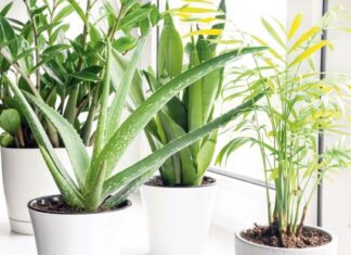 3 čudesne biljke za kuću: Čiste vazduh, teraju negativnu energiju i ulepšavaju svaki prostor 3 čudesne biljke za kuću: Čiste vazduh, teraju negativnu energiju i ulepšavaju svaki prostor