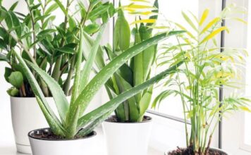 3 čudesne biljke za kuću: Čiste vazduh, teraju negativnu energiju i ulepšavaju svaki prostor 3 čudesne biljke za kuću: Čiste vazduh, teraju negativnu energiju i ulepšavaju svaki prostor