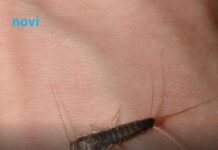 Ako ste u kući ugledali ovu bubu to je znak da u kući postoji ozbiljan problem Ako ste u kući ugledali ovu bubu to je znak da u kući postoji ozbiljan problem