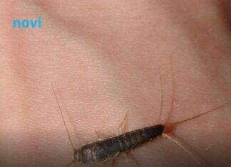 Ako ste u kući ugledali ovu bubu to je znak da u kući postoji ozbiljan problem Ako ste u kući ugledali ovu bubu to je znak da u kući postoji ozbiljan problem