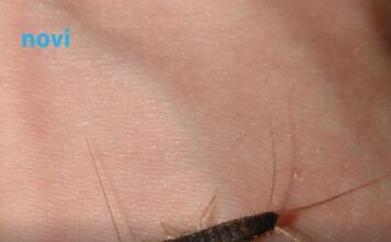 Ako ste u kući ugledali ovu bubu to je znak da u kući postoji ozbiljan problem Ako ste u kući ugledali ovu bubu to je znak da u kući postoji ozbiljan problem