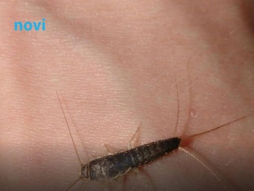 Ako ste u kući ugledali ovu bubu to je znak da u kući postoji ozbiljan problem Ako ste u kući ugledali ovu bubu to je znak da u kući postoji ozbiljan problem