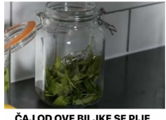 ČAJ 0D 0VE BILJKE SE PIJE PRED SPAVANJE: Uspavaće vas kao malu bebu i obrisati nervozu u sekundi – morate probati ČAJ 0D 0VE BILJKE SE PIJE PRED SPAVANJE: Uspavaće vas kao malu bebu i obrisati nervozu u sekundi – morate probati