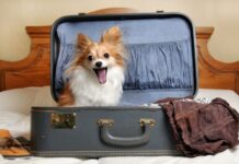 Idealan ljubimac za svaki horoskopski znak: Evo koji pas odgovara vašoj ličnosti Idealan ljubimac za svaki horoskopski znak: Evo koji pas odgovara vašoj ličnosti