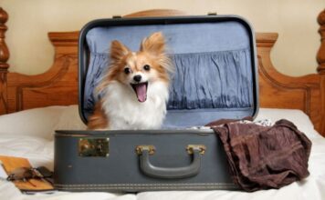 Idealan ljubimac za svaki horoskopski znak: Evo koji pas odgovara vašoj ličnosti Idealan ljubimac za svaki horoskopski znak: Evo koji pas odgovara vašoj ličnosti