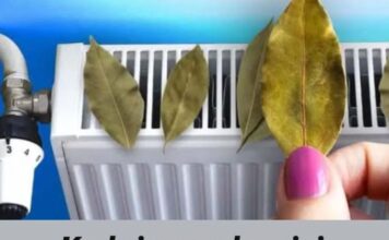 Kad si u prodavnici, ponesi i LOVOROV LIST: Kod kuće ga samo stavi na RADIJATOR i ostavi tamo, svi bi trebali znati za efekat! Kad si u prodavnici, ponesi i LOVOROV LIST: Kod kuće ga samo stavi na RADIJATOR i ostavi tamo, svi bi trebali znati za efekat!