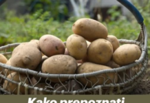 Kako prepoznati krompir pun otrova Obratite pažnju na ovaj detalj, može vam spasiti život Kako prepoznati krompir pun otrova Obratite pažnju na ovaj detalj, može vam spasiti život