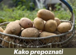 Kako prepoznati krompir pun otrova Obratite pažnju na ovaj detalj, može vam spasiti život Kako prepoznati krompir pun otrova Obratite pažnju na ovaj detalj, može vam spasiti život