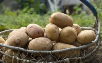 Kako prepoznati krompir pun otrova Obratite pažnju na ovaj detalj, može vam spasiti život Kako prepoznati krompir pun otrova Obratite pažnju na ovaj detalj, može vam spasiti život