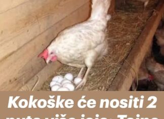 Kokoške će nositi 2 puta više jaja: Tajne o kojima iskusni farmeri šute! Kokoške će nositi 2 puta više jaja: Tajne o kojima iskusni farmeri šute!