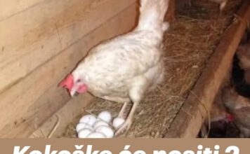 Kokoške će nositi 2 puta više jaja: Tajne o kojima iskusni farmeri šute! Kokoške će nositi 2 puta više jaja: Tajne o kojima iskusni farmeri šute!