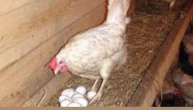 Kokoške će nositi 2 puta više jaja: Tajne o kojima iskusni farmeri šute! Kokoške će nositi 2 puta više jaja: Tajne o kojima iskusni farmeri šute!
