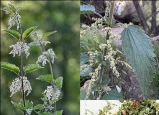 Kopriva kao biljni analgetik – Čudesna biljka za zdravlje zglobova i kostiju Kopriva kao biljni analgetik – Čudesna biljka za zdravlje zglobova i kostiju