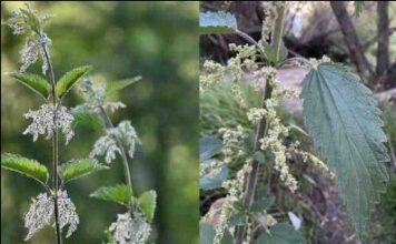 Kopriva kao biljni analgetik – Čudesna biljka za zdravlje zglobova i kostiju Kopriva kao biljni analgetik – Čudesna biljka za zdravlje zglobova i kostiju