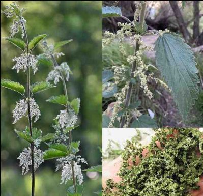 Kopriva kao biljni analgetik – Čudesna biljka za zdravlje zglobova i kostiju Kopriva kao biljni analgetik – Čudesna biljka za zdravlje zglobova i kostiju