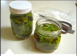 Kopriva za zdravlje od glave do pete Kopriva za zdravlje od glave do pete