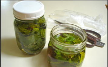 Kopriva za zdravlje od glave do pete Kopriva za zdravlje od glave do pete