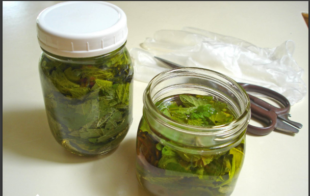 Kopriva za zdravlje od glave do pete Kopriva za zdravlje od glave do pete