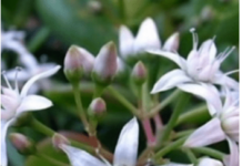 Krasula privlači novac u kuću – ali samo ako je stavite na jedno mjesto! Krasula privlači novac u kuću – ali samo ako je stavite na jedno mjesto!