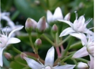 Krasula privlači novac u kuću – ali samo ako je stavite na jedno mjesto! Krasula privlači novac u kuću – ali samo ako je stavite na jedno mjesto!