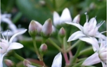 Krasula privlači novac u kuću – ali samo ako je stavite na jedno mjesto! Krasula privlači novac u kuću – ali samo ako je stavite na jedno mjesto!