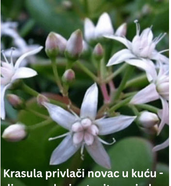 Krasula privlači novac u kuću – ali samo ako je stavite na jedno mjesto! Krasula privlači novac u kuću – ali samo ako je stavite na jedno mjesto!