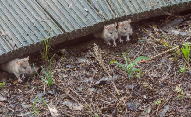 MIŠEVI I PACOVI ĆE TRAJNO NESTATI! 😲👆Umjesto kemikalija, isprobajte ovo prirodno oružje protiv glodavaca!