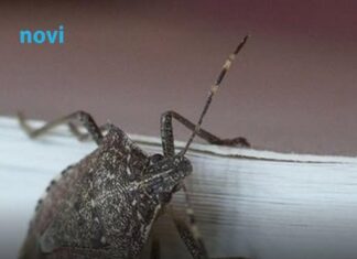 Najezda smrdibuba u BiH: Znate li kako ih se riješiti? Najezda smrdibuba u BiH: Znate li kako ih se riješiti?