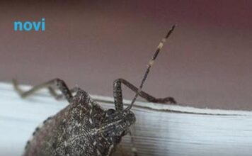 Najezda smrdibuba u BiH: Znate li kako ih se riješiti? Najezda smrdibuba u BiH: Znate li kako ih se riješiti?