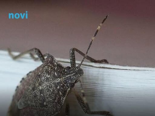 Najezda smrdibuba u BiH: Znate li kako ih se riješiti? Najezda smrdibuba u BiH: Znate li kako ih se riješiti?