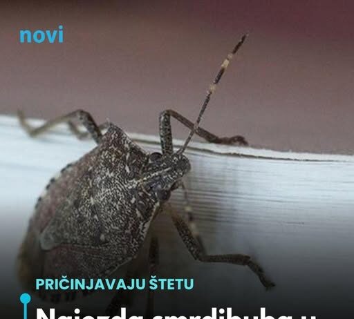 Najezda smrdibuba u BiH: Znate li kako ih se riješiti? Najezda smrdibuba u BiH: Znate li kako ih se riješiti?