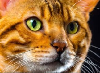 OSOBE koje imaju mačku su sretnije – Evo ZAŠTO je mačka savršen kućni ljubimac OSOBE koje imaju mačku su sretnije – Evo ZAŠTO je mačka savršen kućni ljubimac