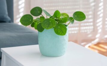 Ova sretna biljka novac privlači kao magnet: Vodite računa – u ovome je caka Ova sretna biljka novac privlači kao magnet: Vodite računa – u ovome je caka