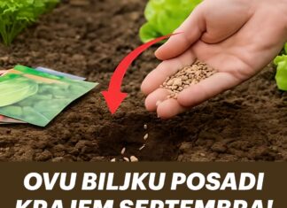 OVU BILJKU POSADI KRAJEM SEPTEMBRA! Kad čujete zašto bit ćete oduševljeni OVU BILJKU POSADI KRAJEM SEPTEMBRA! Kad čujete zašto bit ćete oduševljeni