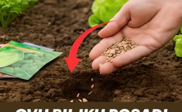 OVU BILJKU POSADI KRAJEM SEPTEMBRA! Kad čujete zašto bit ćete oduševljeni OVU BILJKU POSADI KRAJEM SEPTEMBRA! Kad čujete zašto bit ćete oduševljeni