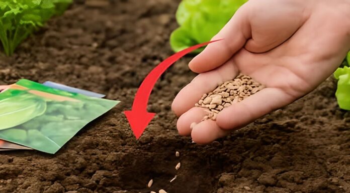 OVU BILJKU POSADI KRAJEM SEPTEMBRA! Kad čujete zašto bit ćete oduševljeni OVU BILJKU POSADI KRAJEM SEPTEMBRA! Kad čujete zašto bit ćete oduševljeni