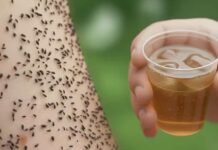 Samo 3 kapi i buhe su nestale! Jače od tone otrova. Samo 3 kapi i buhe su nestale! Jače od tone otrova.