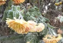 Savjeti za prve mrazeve, sačuvajte svoje biljke Savjeti za prve mrazeve, sačuvajte svoje biljke