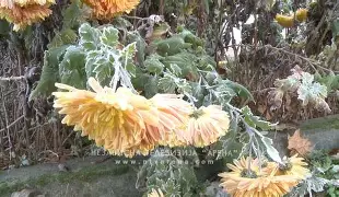 Savjeti za prve mrazeve, sačuvajte svoje biljke Savjeti za prve mrazeve, sačuvajte svoje biljke