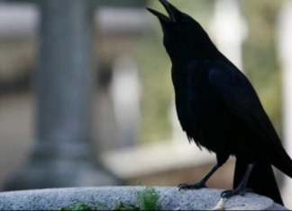 SIGNALI KOJE PREMINULE OSOBE ŠALJU: Poznati medij tvrdi da je to ZNAK da su tu i da nam žele nešto poručiti SIGNALI KOJE PREMINULE OSOBE ŠALJU: Poznati medij tvrdi da je to ZNAK da su tu i da nam žele nešto poručiti