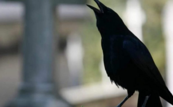 SIGNALI KOJE PREMINULE OSOBE ŠALJU: Poznati medij tvrdi da je to ZNAK da su tu i da nam žele nešto poručiti SIGNALI KOJE PREMINULE OSOBE ŠALJU: Poznati medij tvrdi da je to ZNAK da su tu i da nam žele nešto poručiti