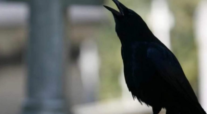 SIGNALI KOJE PREMINULE OSOBE ŠALJU: Poznati medij tvrdi da je to ZNAK da su tu i da nam žele nešto poručiti SIGNALI KOJE PREMINULE OSOBE ŠALJU: Poznati medij tvrdi da je to ZNAK da su tu i da nam žele nešto poručiti