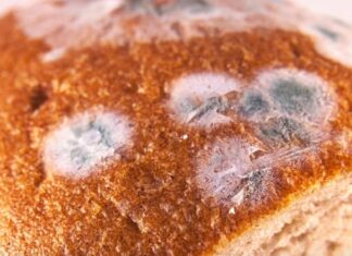 Što ako slučajno pojedete plijesan? I je li sigurno s hrane odrezati samo pljesnivi dio? Što ako slučajno pojedete plijesan? I je li sigurno s hrane odrezati samo pljesnivi dio?