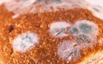 Što ako slučajno pojedete plijesan? I je li sigurno s hrane odrezati samo pljesnivi dio? Što ako slučajno pojedete plijesan? I je li sigurno s hrane odrezati samo pljesnivi dio?