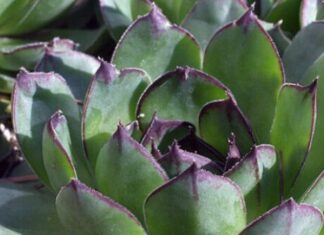 SVAKO JUTRO JE JELA SAMO 1 LIST ČUVARKUĆE: Rezultat poslije 30 dana iznenadio i ljekare SVAKO JUTRO JE JELA SAMO 1 LIST ČUVARKUĆE: Rezultat poslije 30 dana iznenadio i ljekare