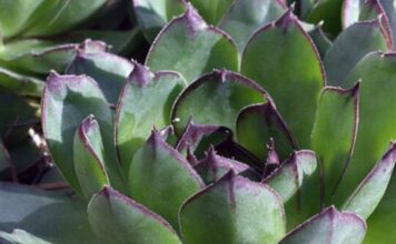 SVAKO JUTRO JE JELA SAMO 1 LIST ČUVARKUĆE: Rezultat poslije 30 dana iznenadio i ljekare SVAKO JUTRO JE JELA SAMO 1 LIST ČUVARKUĆE: Rezultat poslije 30 dana iznenadio i ljekare